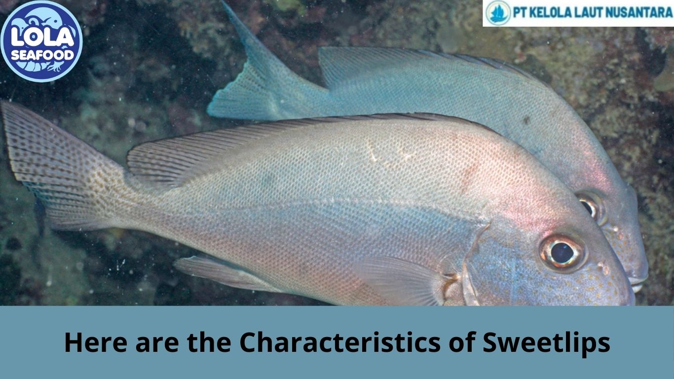 Here are the Characteristics of Sweetlips